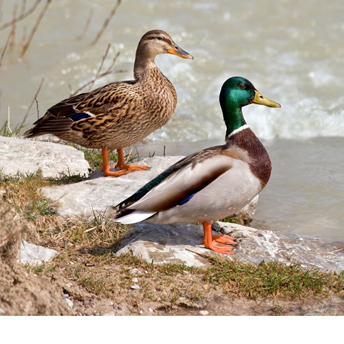 John Bingham - Representative from Ohio and Primary AutLame Duck Amendment